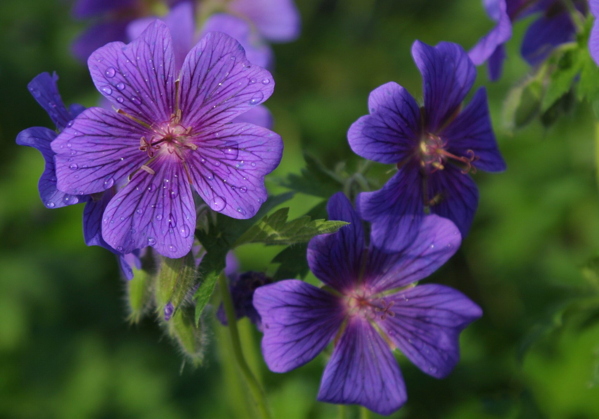 Purple Flowers